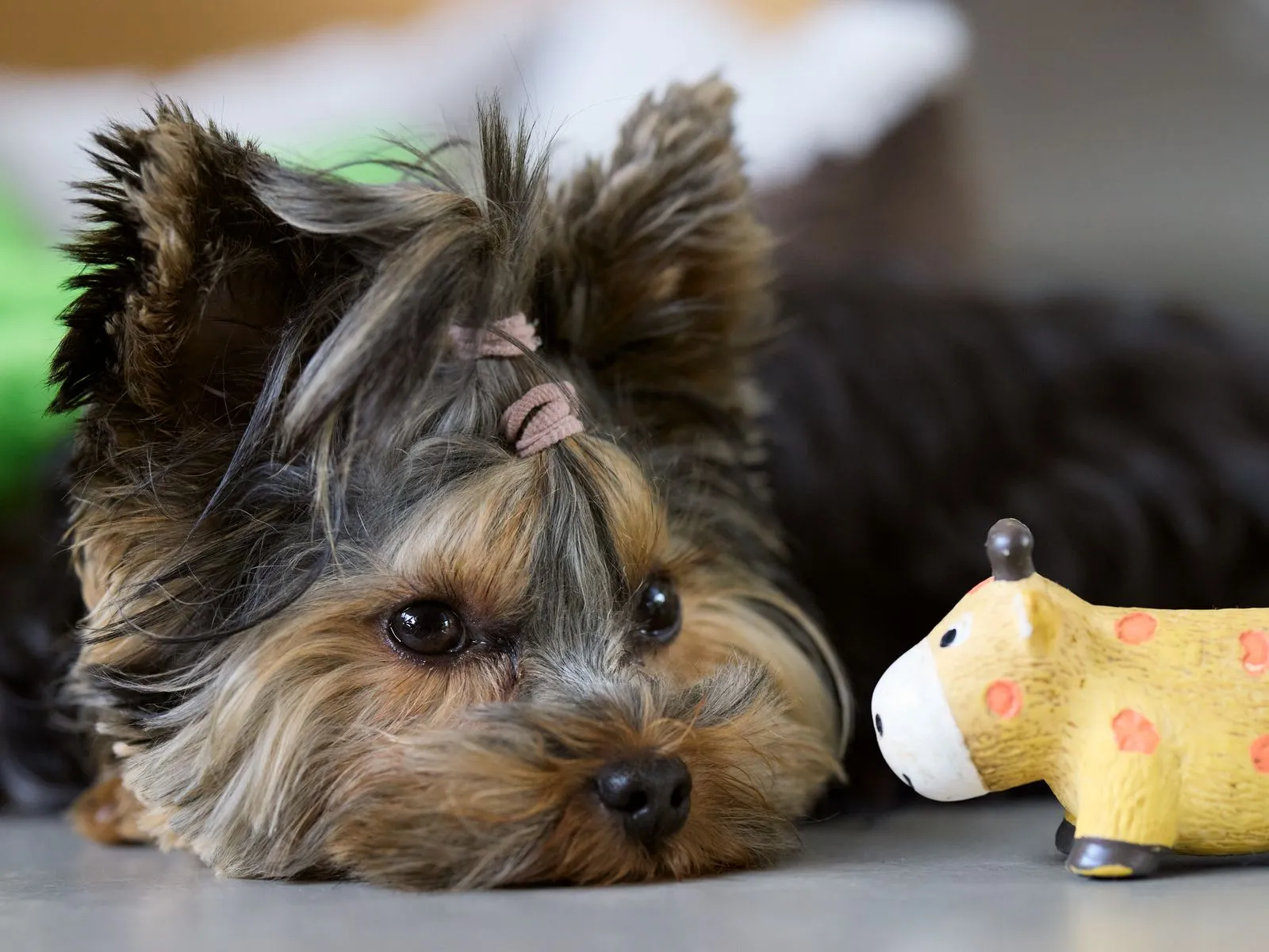 Preparing Your Pet for a Grooming Appointment