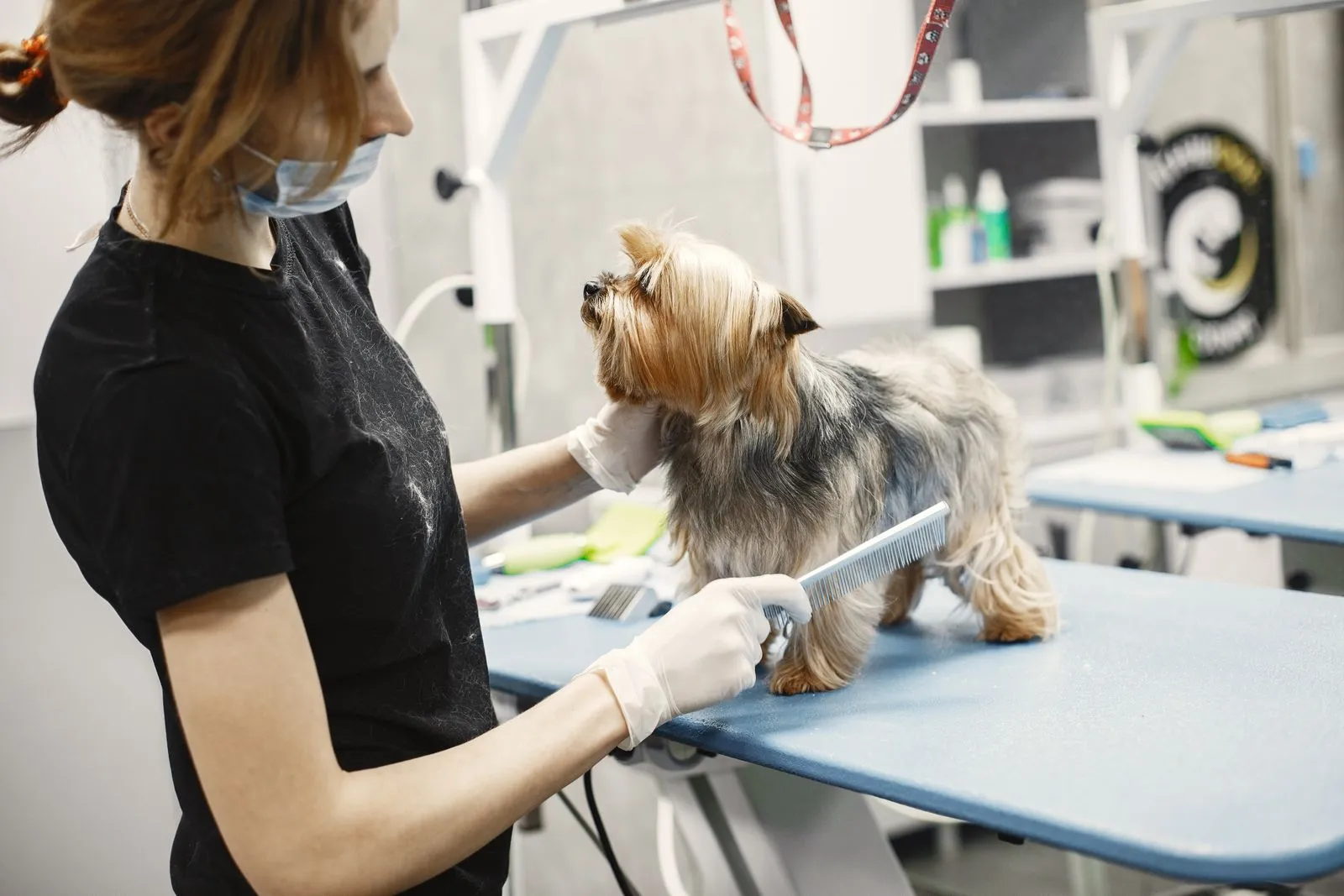 How Often Should You Groom Your Dog?